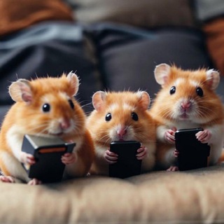 Chat #Hamster&Co
