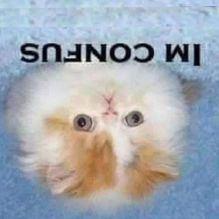 Коти та свастони🤓#шітпостукртґ