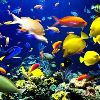 Pesti, Acvaristica, Animale de Companie - Acquaria Fish World
