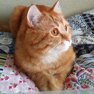 CatPersik_Bot