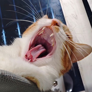 余弦&妲喵の养喵日常🐱