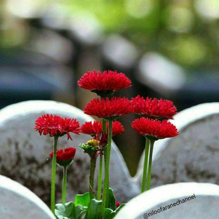 º•❤️•.❀•.Ƹ̵̡Ӝ̵̄Ʒ امیرمحمد Ƹ̵̡Ӝ̵̄Ʒ.•❀.•❤️•