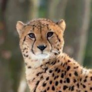 Furry cheetahs, SFW