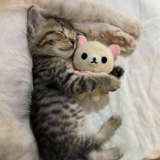 Чат XxXSuitolog❤️❤️❤️