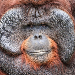 Monke18+