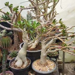 🌵کاکتوس آذربایجان🌵