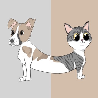 Project DogCat