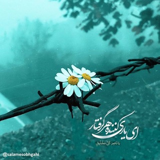 salek nour