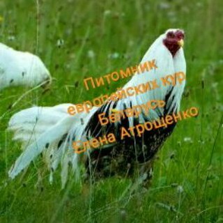 ️Питомник редких пород кур 👌Елена Атрощенко ,🇧🇾