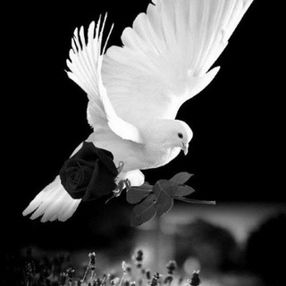 🕊Allohnikimiz_hammamiz🕊