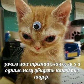 Мемы с котами