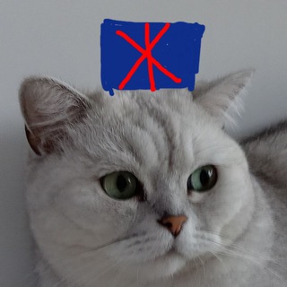 Полицейские коты подозреваемые нарушители и кражи👮👮👮👮
