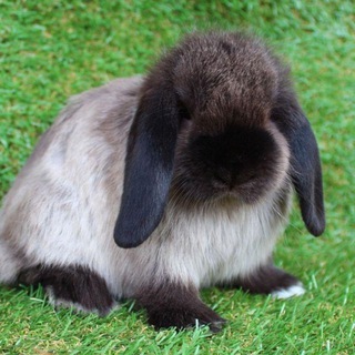 RABBIT