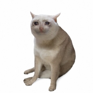 Cash Cat