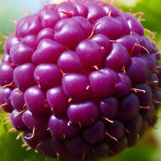 Блюква 🍇