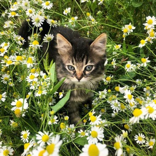 Чат Коть)