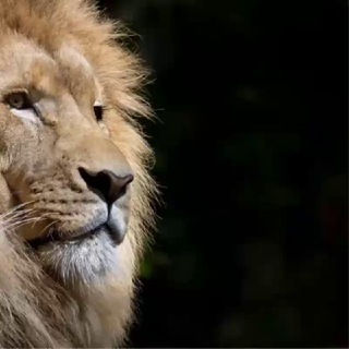 ✔️ Львів Чат 🌇🌆🦁