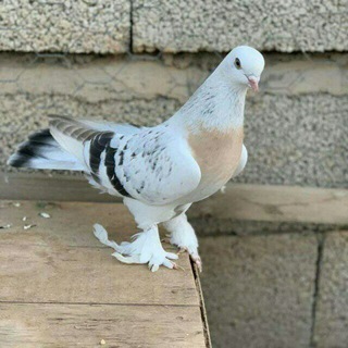 Oltiariq kabutar ishqibozlari
