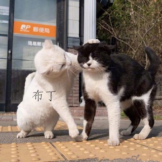 治愈系貓咪🐱By_布丁 +Gleezy：yyds662