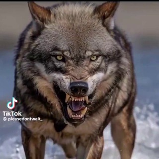 Tojiboyevich Ziyodulla_Aliyev_128 ☝️