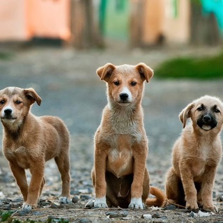 Гав гав 🐕 Сочи и Мамайка