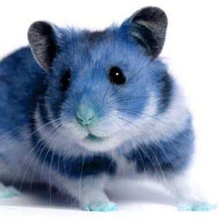 BluHamster