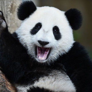 PANDA CLUB 🐼