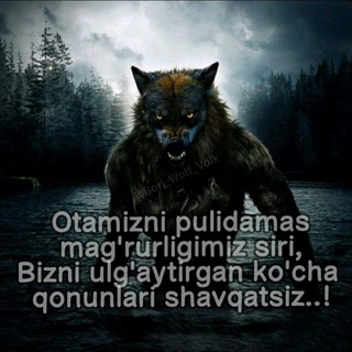 🐺 BORI WOLF VOLK 🐺