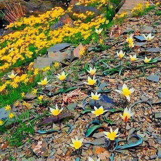 گل‌های لالگ دوبیتی هزارگی