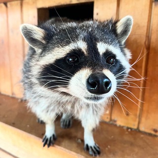 Дом Енота 🦝 В Подмосковье