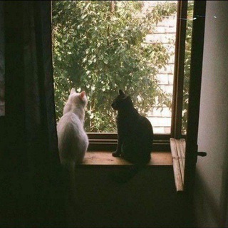 Dream