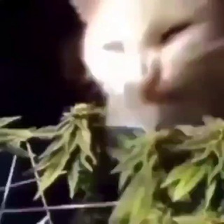 tupizm