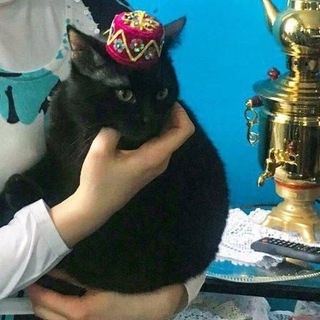 Предложканың боты