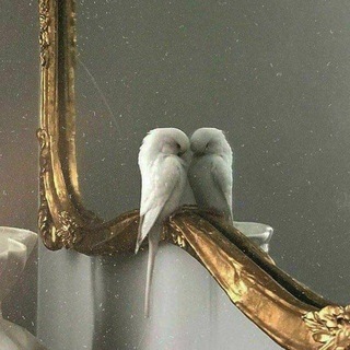 ء
