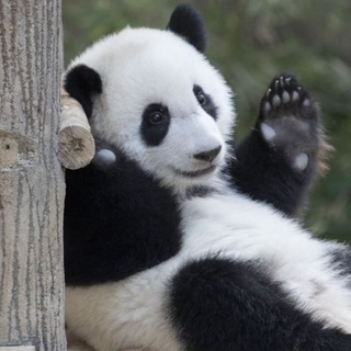 Panda | Bybit