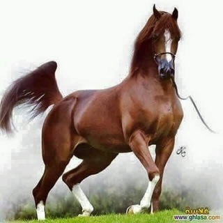 Abu faris