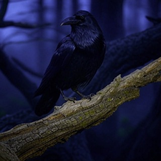 Raven