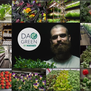 Никита DaoGreen Махаев