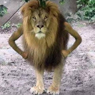 Предложка Altai Lion