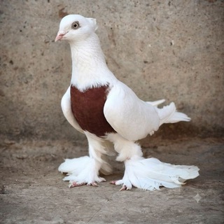 🕊️ Хакка Кизил Тýш 🕊️