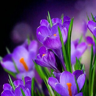 Majid