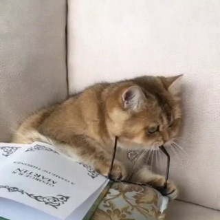 Lady Дон