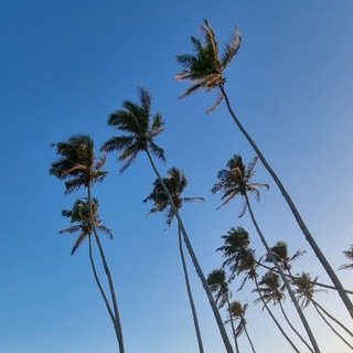 Sri-Lanka RENT🌴 ШРИ-ЛАНКА аренда