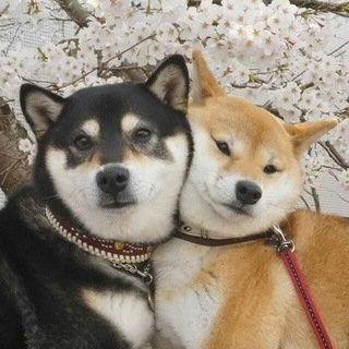 𝒮𝒽𝒾𝒷𝒶 𝐼𝓃𝓊 𝒲𝑜𝓇𝓁𝒹 🐶🌸