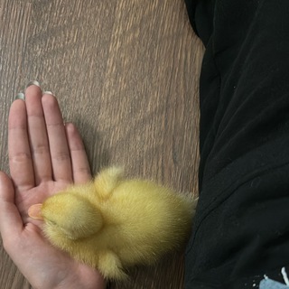 بطوطــه✞