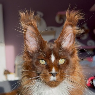 Мейнкун питомник Togetherninelives