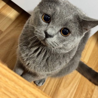 Элдор Рейимбергонов