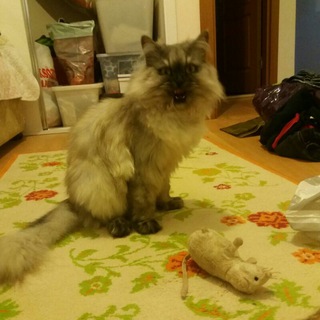 Gölge the Cat