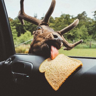 Deer gifs