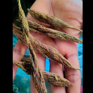 ভালোবাসার লাল গোলাপ 🌹🌹